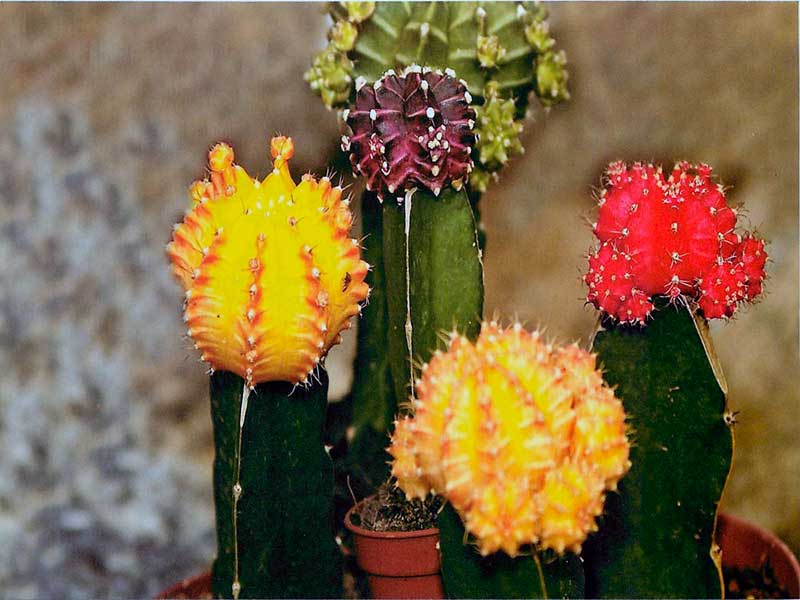 111Gymnocalycium mihanovichii
