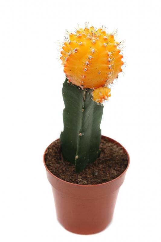 111Gymnocalycium mihanovichii